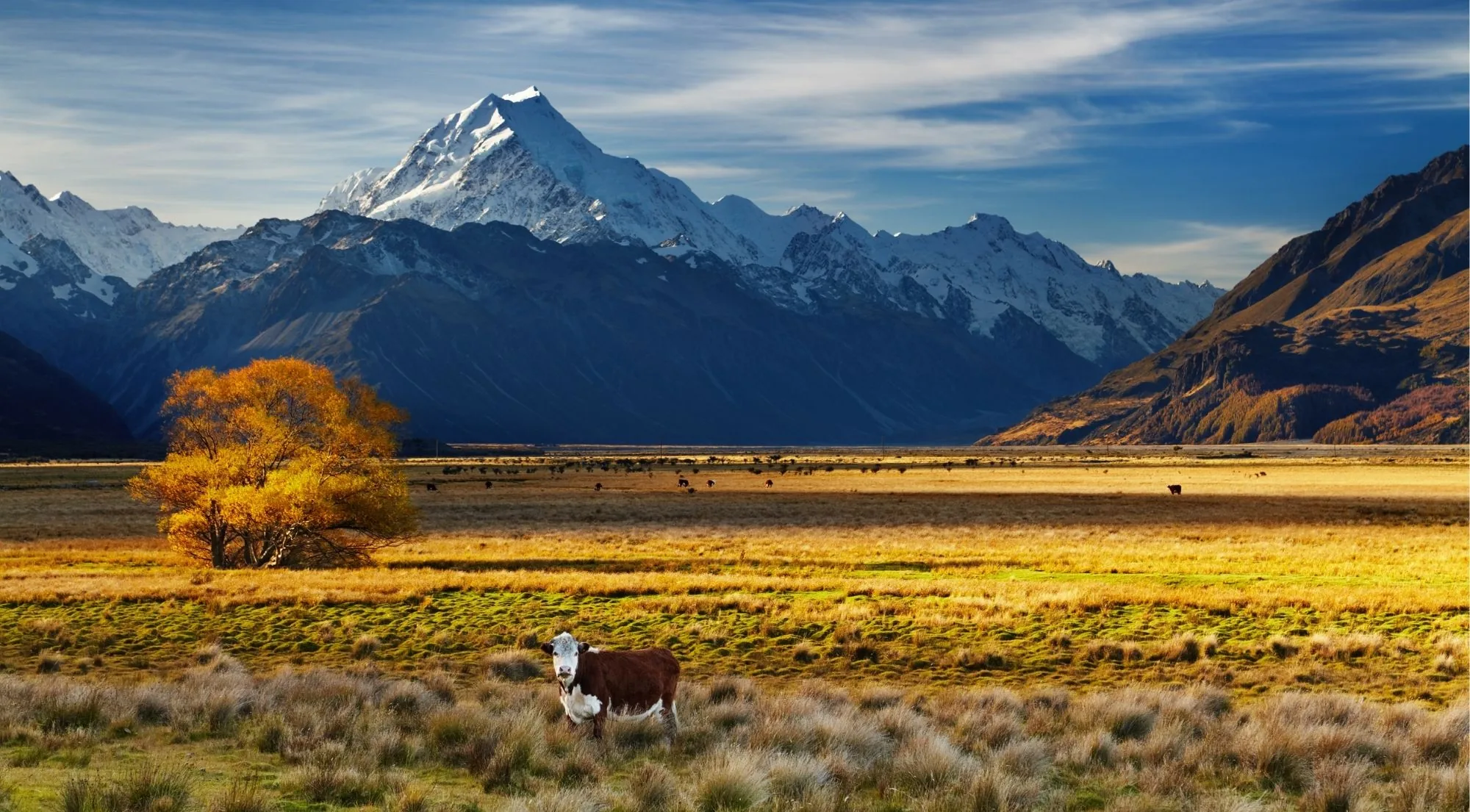 Aoraki/Mount Cook above golden tussock grassland and an autumn tree